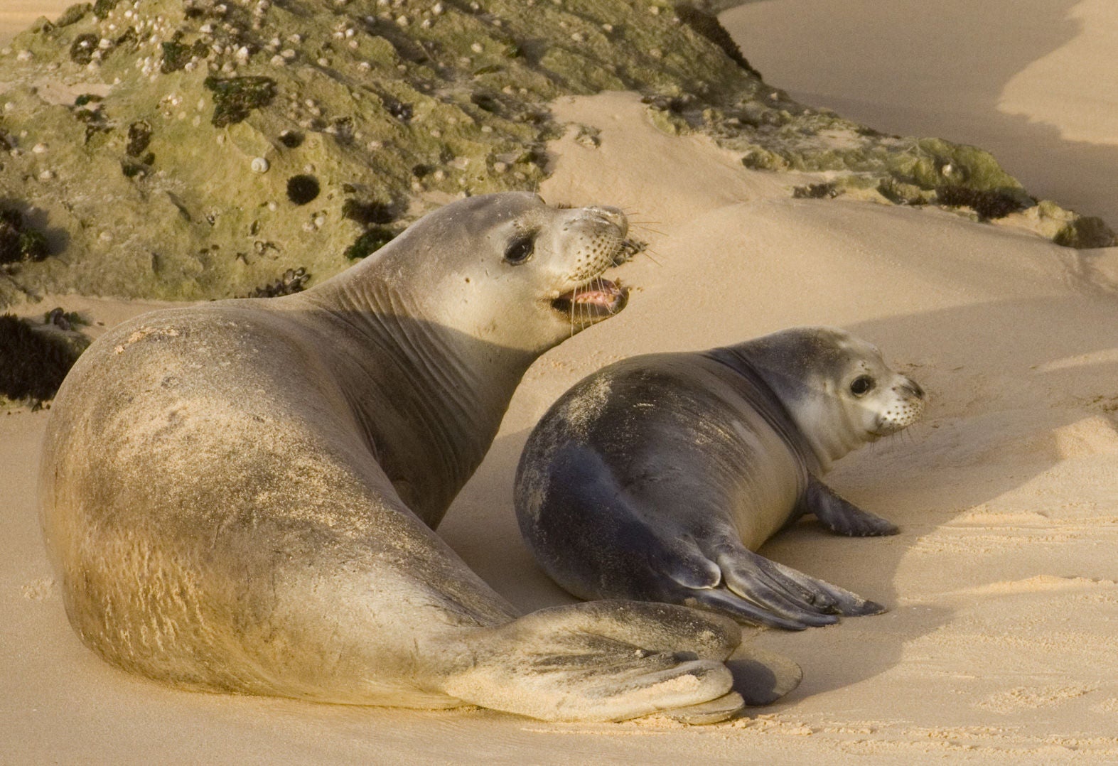 Conservaciónd e la foca monje