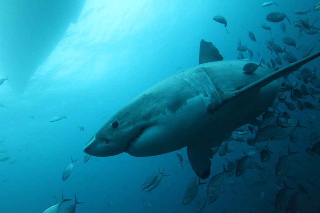 great white shark, Carcharodon carcharias, Neptune Islands, South Australia, Indian Ocean