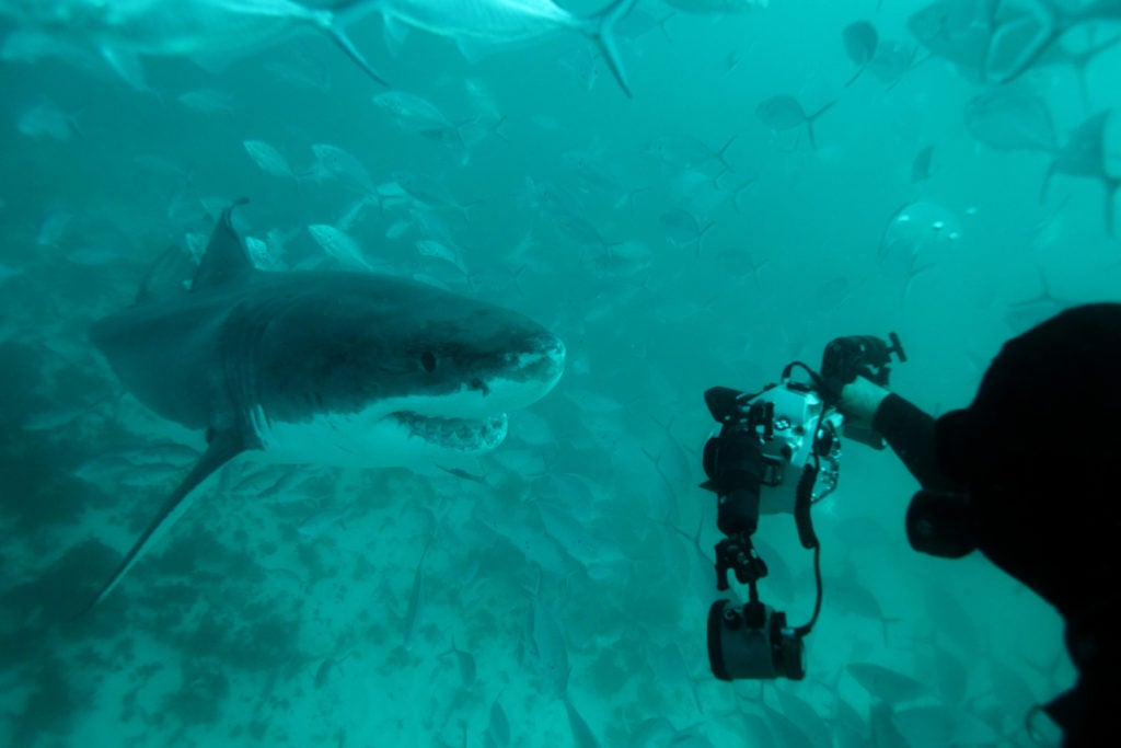 great white shark, Carcharodon carcharias, approaching scuba diver, Neptune Islands, South Australia, Indian Ocean