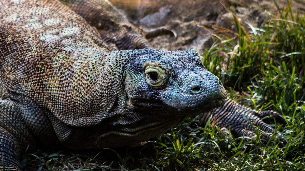 Dragón de Komodo