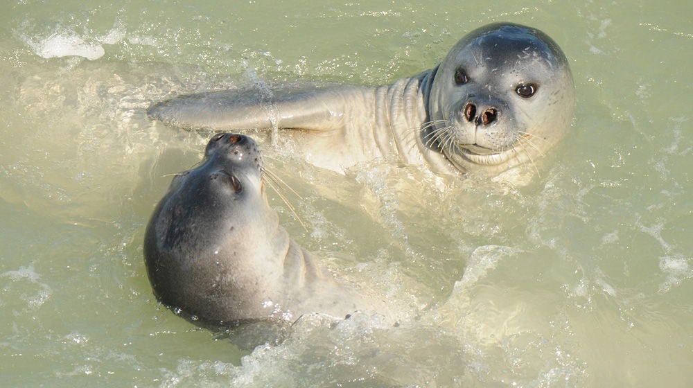 Foca monje